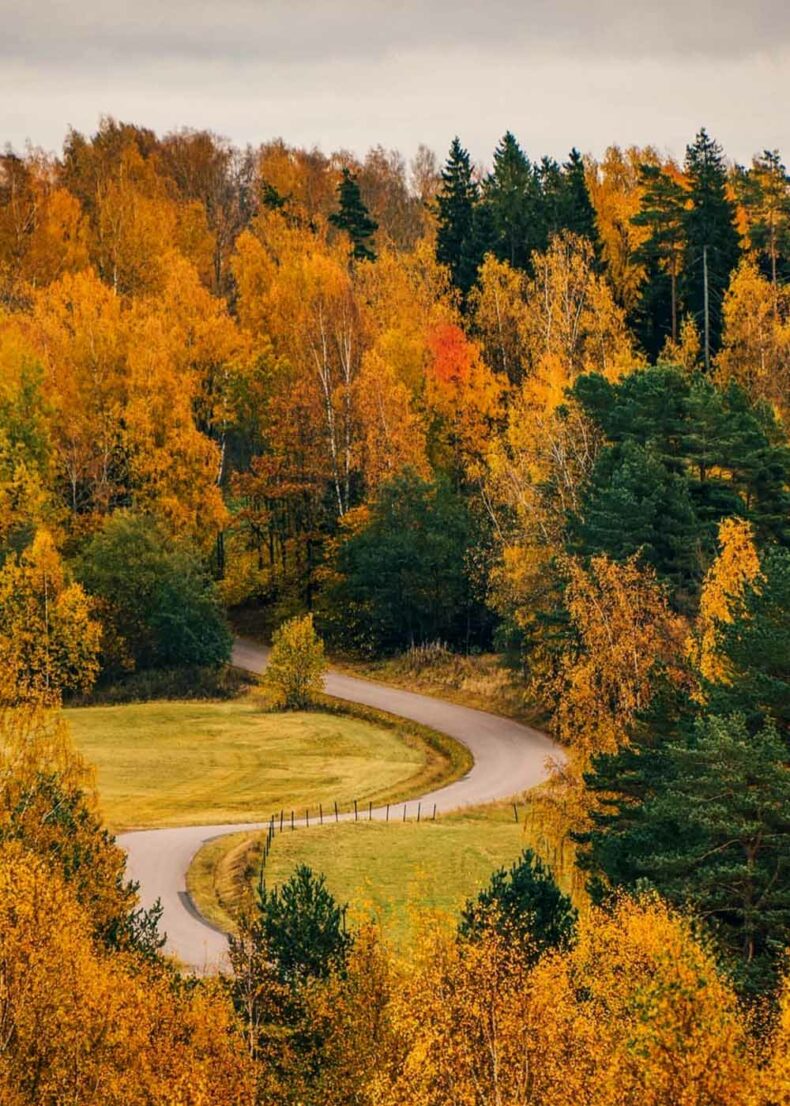 Almost 50% of Estonia is covered by forest