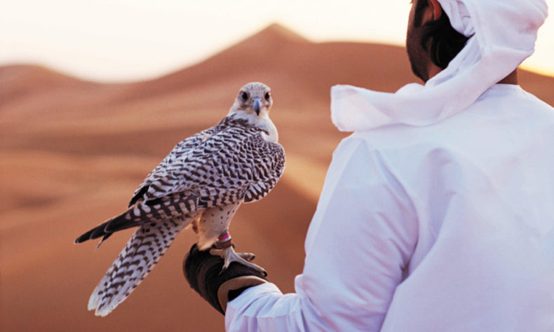 Visit the Abu Dhabi Falcon Hospital to learn more about majestic falconry birds