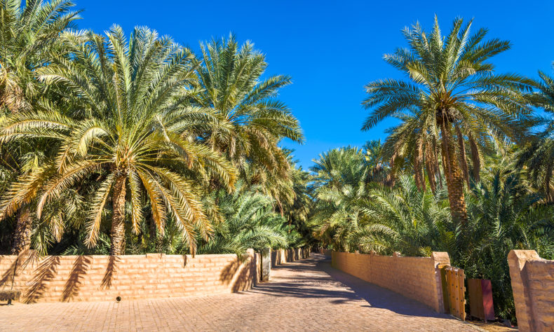 View of Al Ain date palm oasis