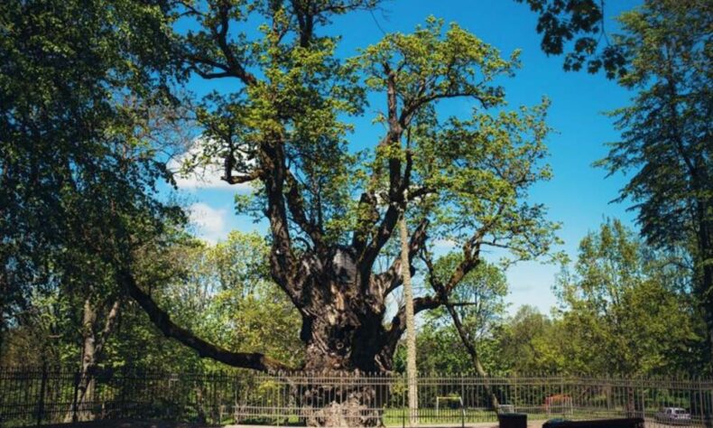 The oldest tree in Europe