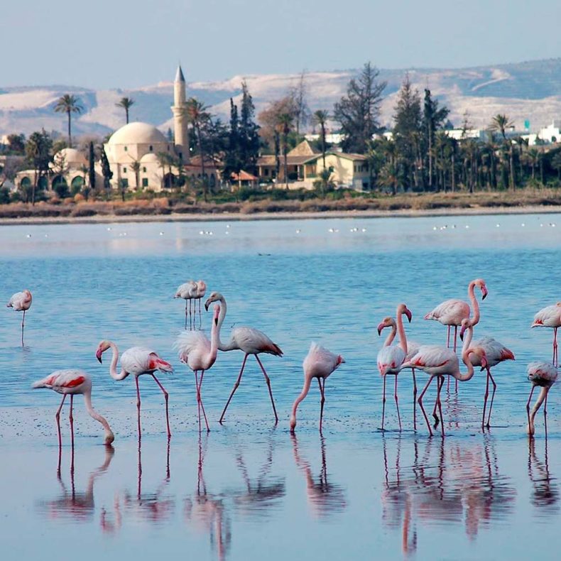 Larnaca salt lake