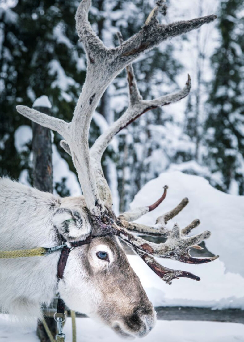 Ensure yourself memorable moments at reindeer farms in the Kittilä area