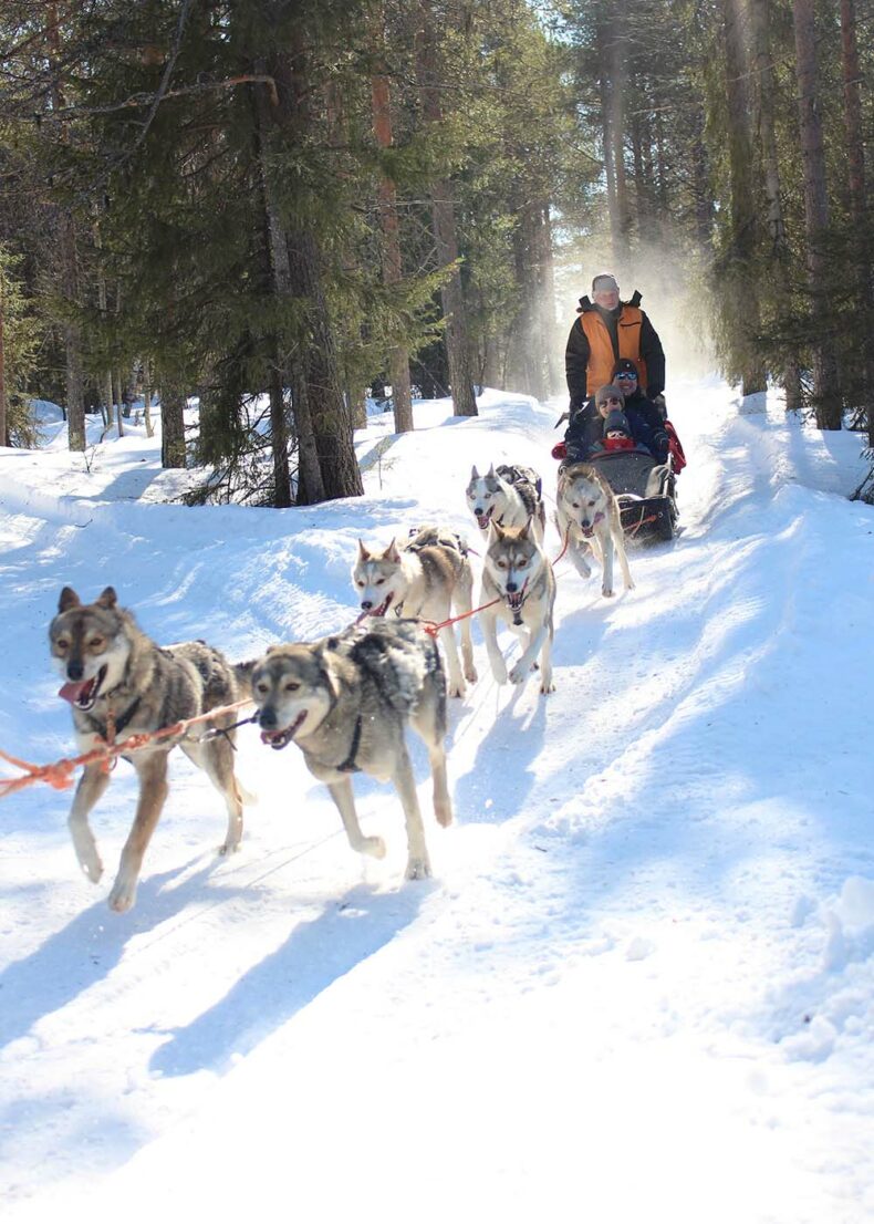 Unforgettable experience - husky ride through the snowy forest