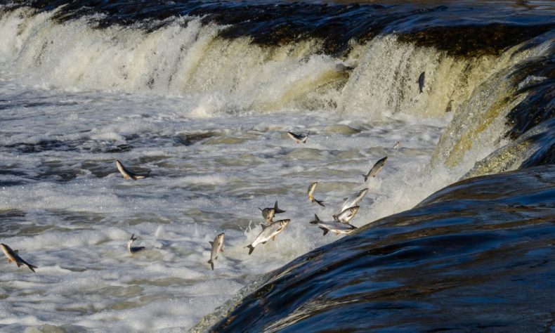 Flying fish in Ventas rumba