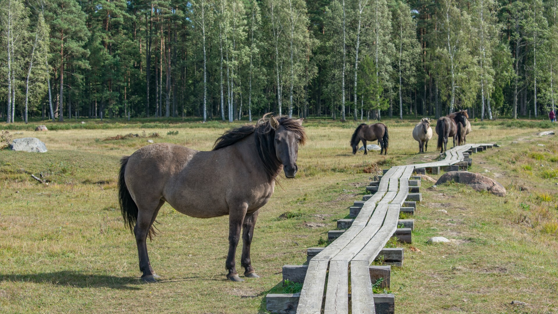 10 things to do in Latvia this summer - airBaltic blog