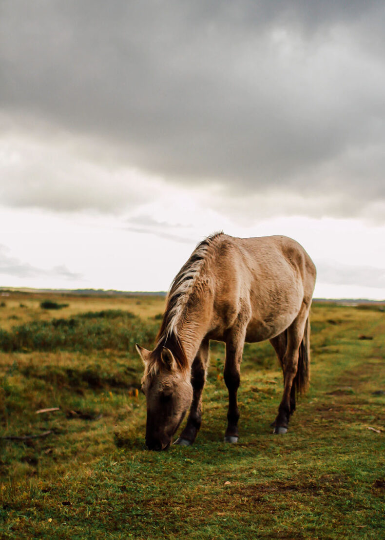 At The Engure lake nature park, you can frequently see wild horses