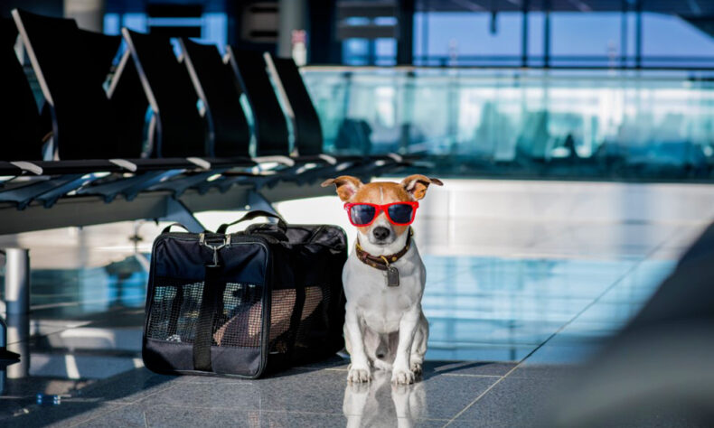 Essential items for travelling with your pet