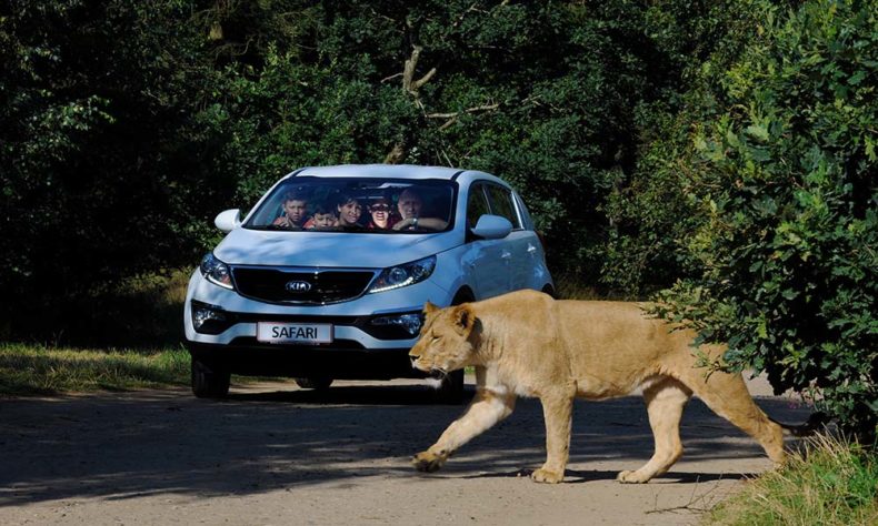 At the Givskud Zoo visitors can go on a safari in their own car