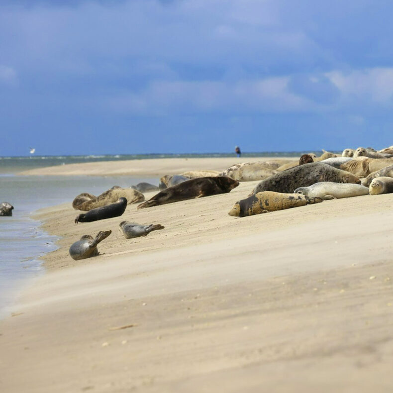 In a ‘seal safari’ in Wadden Sea National Park, you can get up close to seals