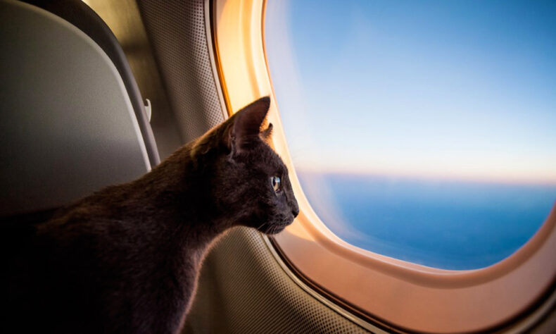 Know the rules of flying with pets in Europe