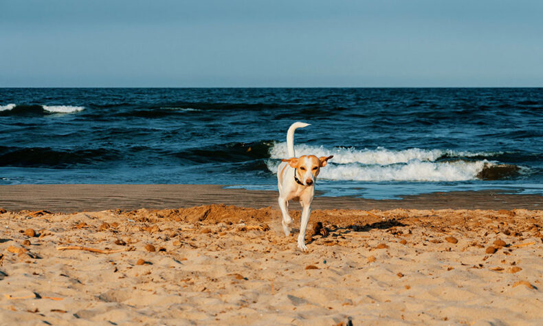 One of the city’s most dog-friendly beaches in Valencia - the Playa de Pinedo