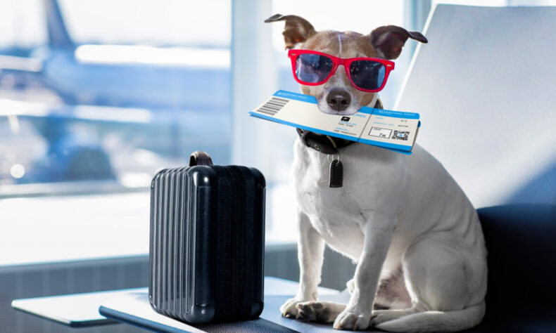 Tips of how to organize in-cabin air travel for your pet