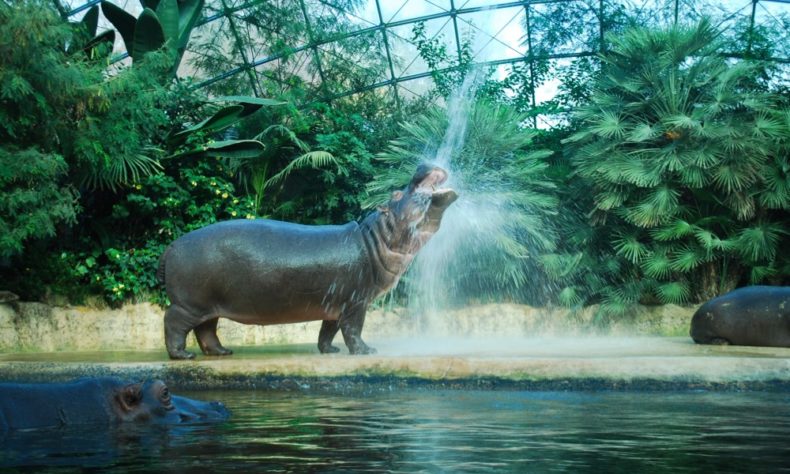 Visit The Berlin Zoo which is the oldest zoo in Germany