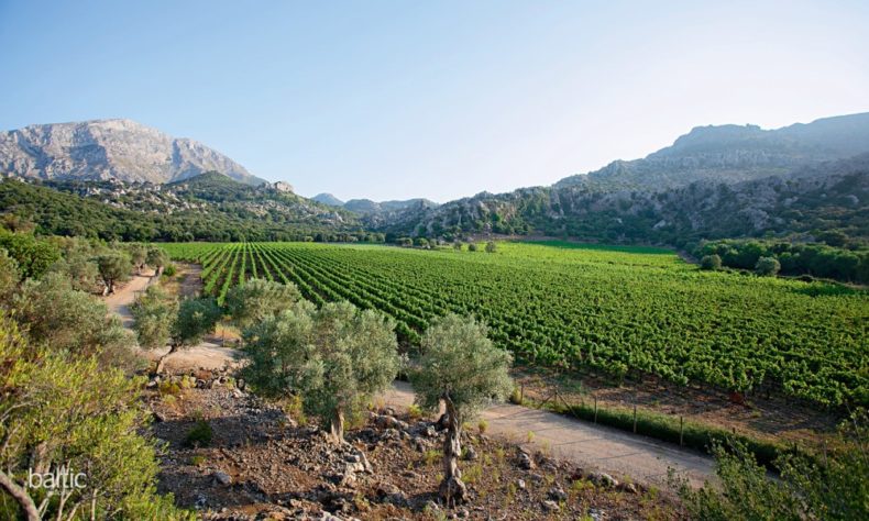 Around 2500 acres of vines cover the island
