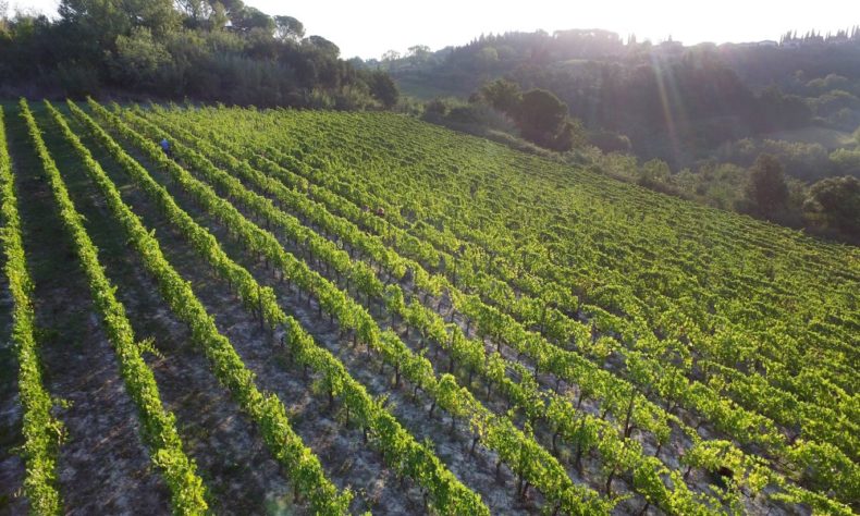 Vineyards in Tuscany grow very expressive and aromatic grapes