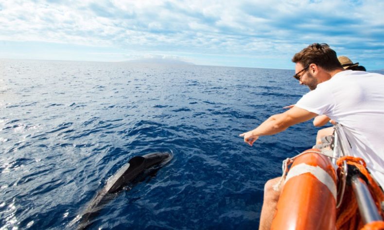Tenerife is one of the best places in the world to spot cetaceans