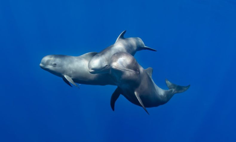 An unforgettable experience in Tenerife - seeing cetaceans