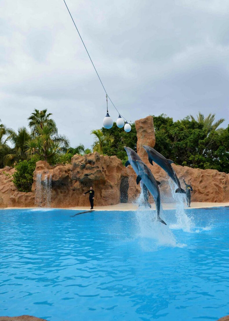 Loro Parque is known as one of the best zoos in the whole world