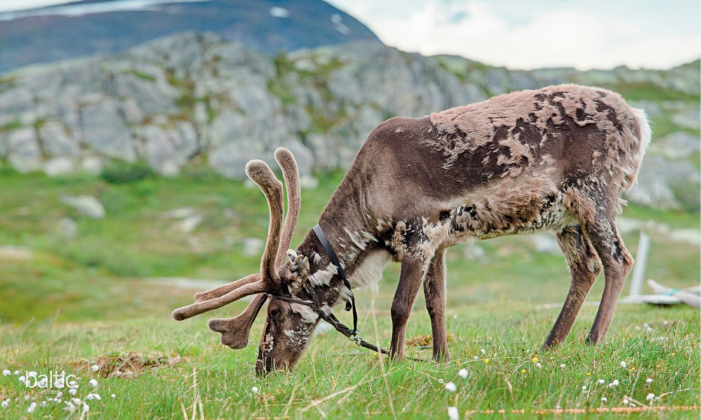 HARDANGERVIDDA NATURE CENTER visual data 2