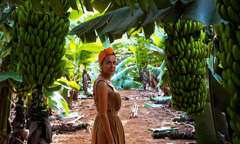 Get to know cultural value of Tenerife by visiting the banana plantations