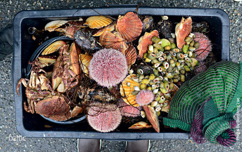 In the Fish Market in downtown Bergen you will find riches of what the fjords can provide