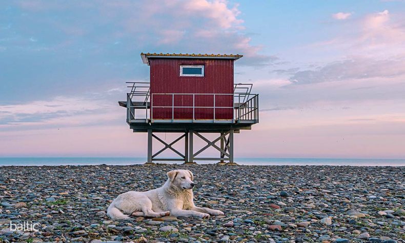Life by the sea - Batumi beach - Dog