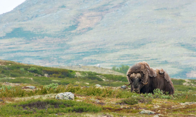 Musk ox - Dovrefjell National Park - Guided tours