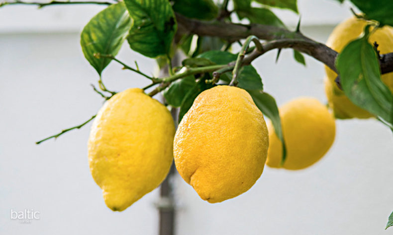 Lemon trees hidden in nooks along narrow streets - Procida