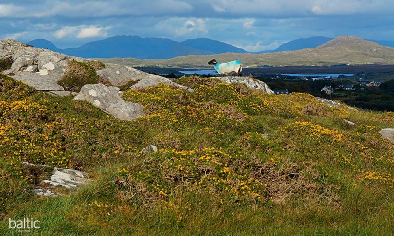 Connemara