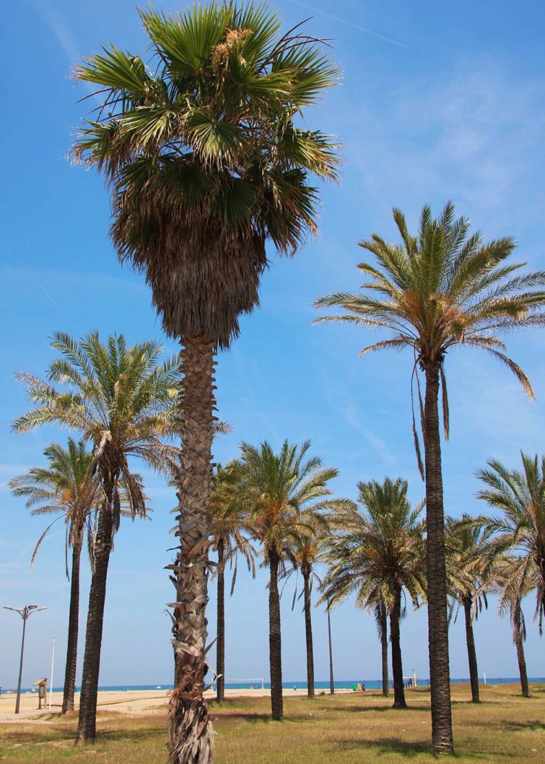 Malvarossa beach in Valencia