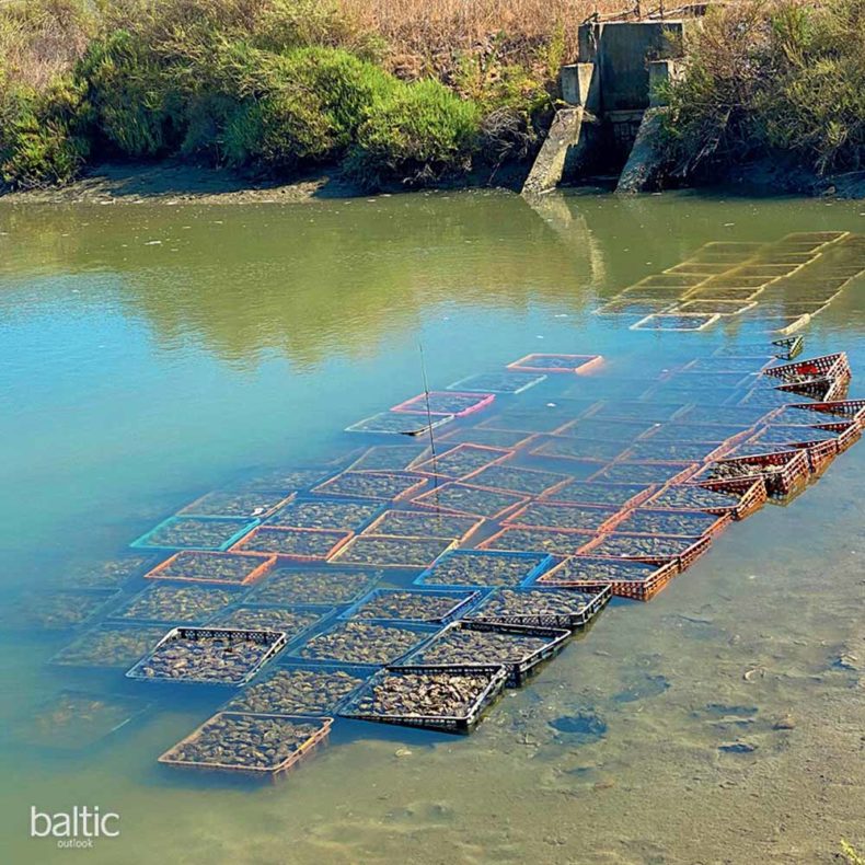 An oyster farm in Setúbal