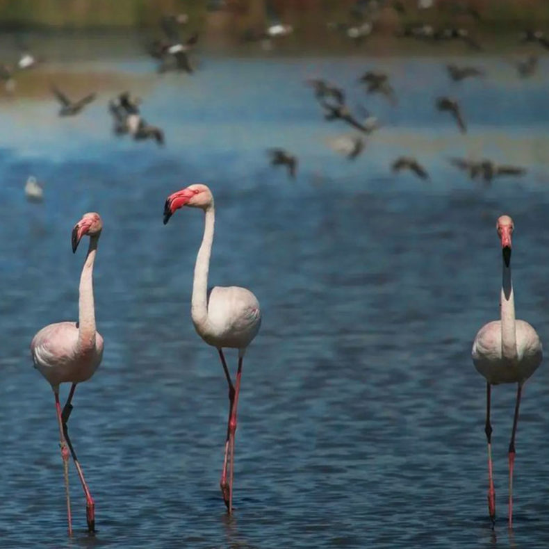 Bird watching tours along the Sado River