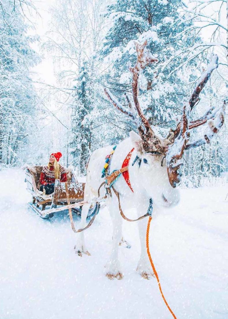 Meet reindeer up close in Lapland