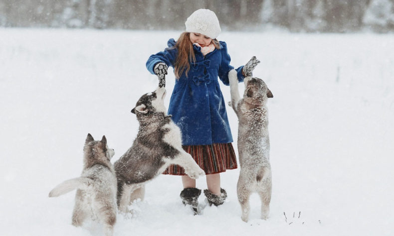Take dog sledging tours in Estonia in the winter