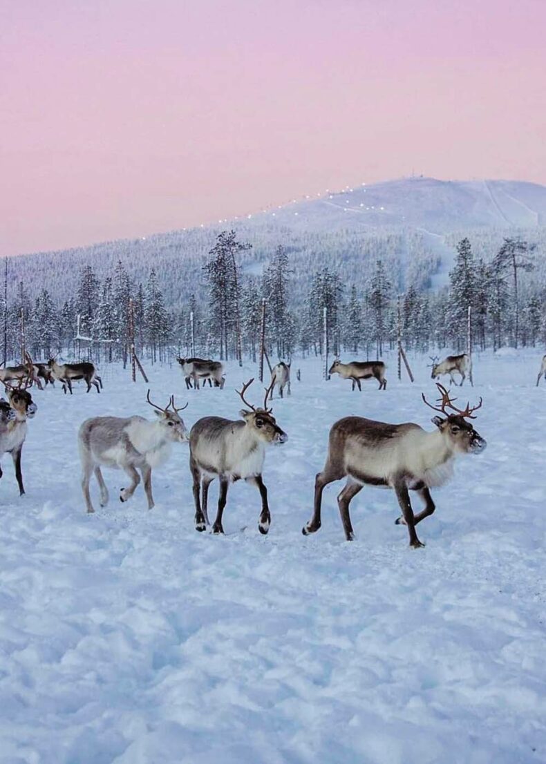 Fascinating wildlife for nature lovers in Lapland