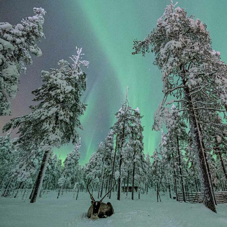 In Lapland during the winter time you have high chance to see northern lights