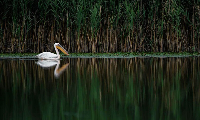 Romania is a birdwatcher’s paradise