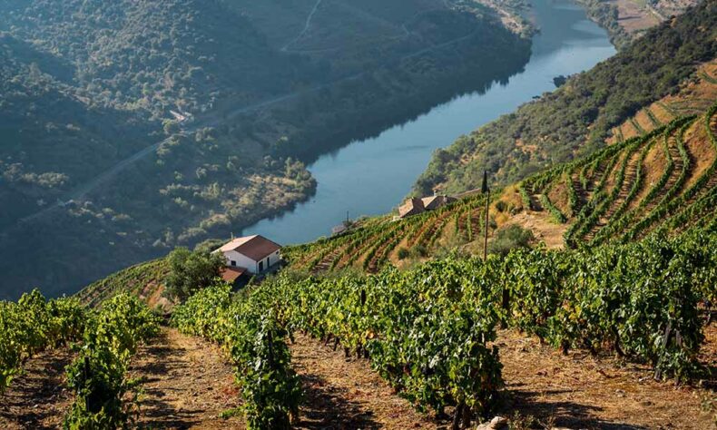 While in Portugal, learn about the distinctive wine-making process