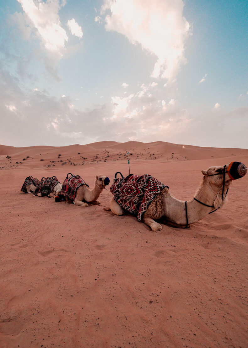 Excursion into the Dubai desert usually includes camel riding