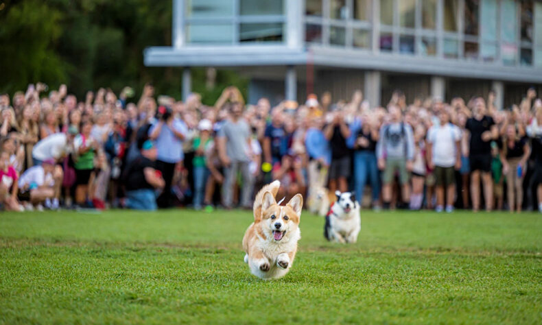 The Corgi Race Vilnius gathers together corgi enthusiasts from across Europe
