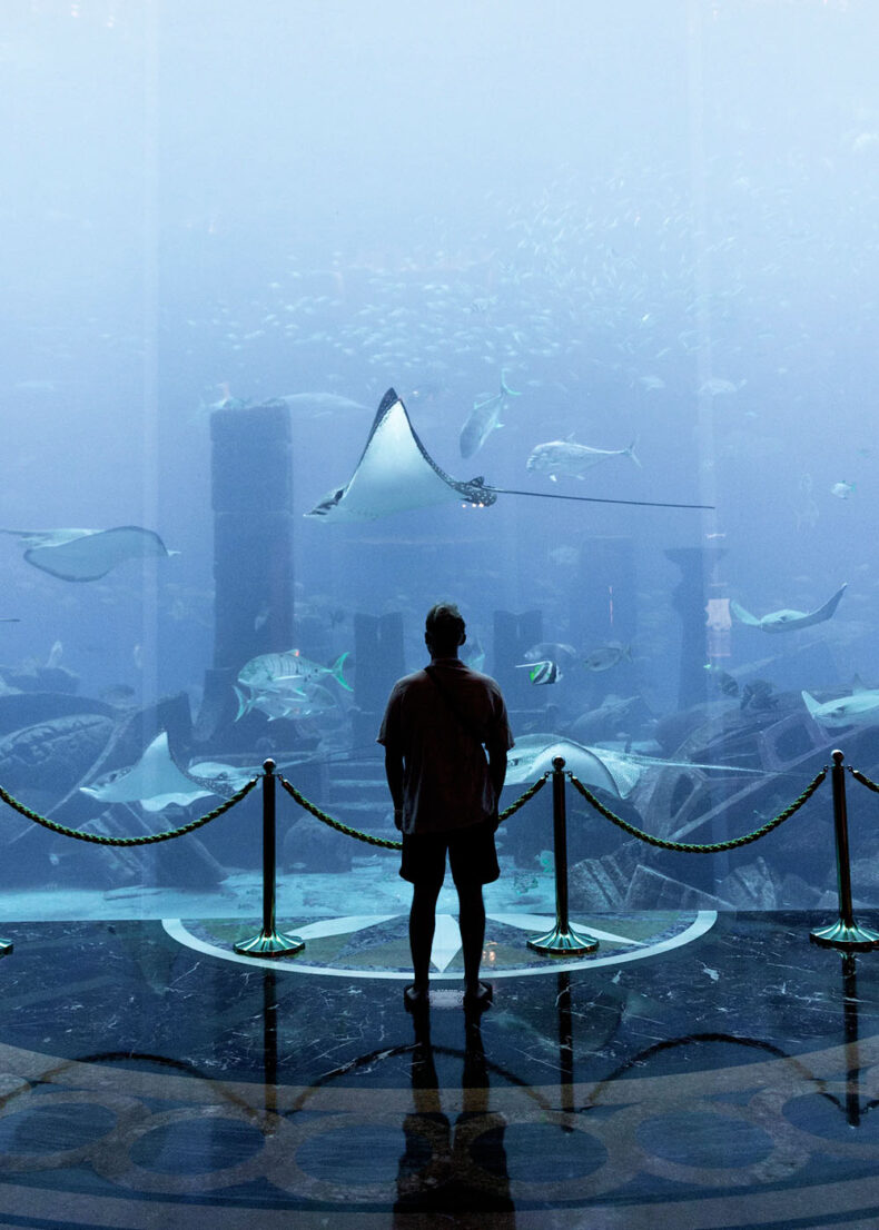 Attend one of the world's largest aquariums in the Atlantis, T the Palm in Dubai