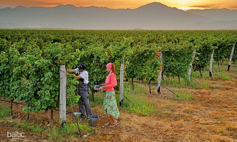 One of Europe’s largest and most beautiful vineyards - Plantaže