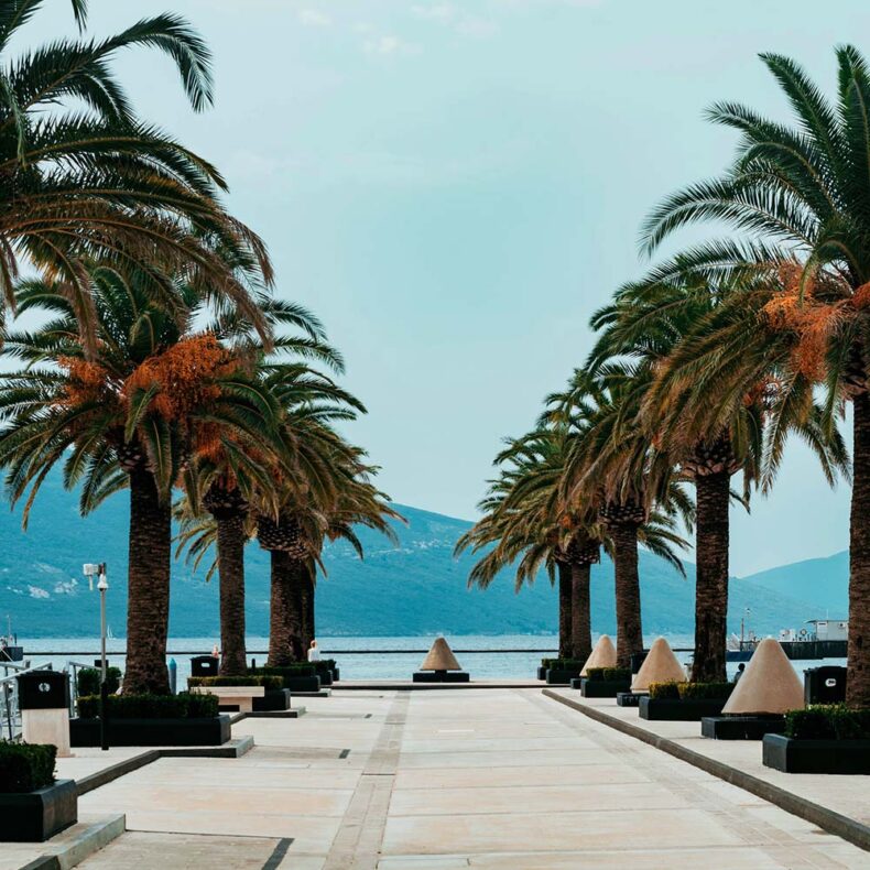 Palm tree alley during daytime in Tivat Bay