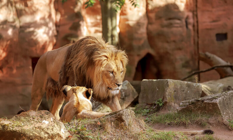 The Hannover Zoo has various thematic sections with exotic animals