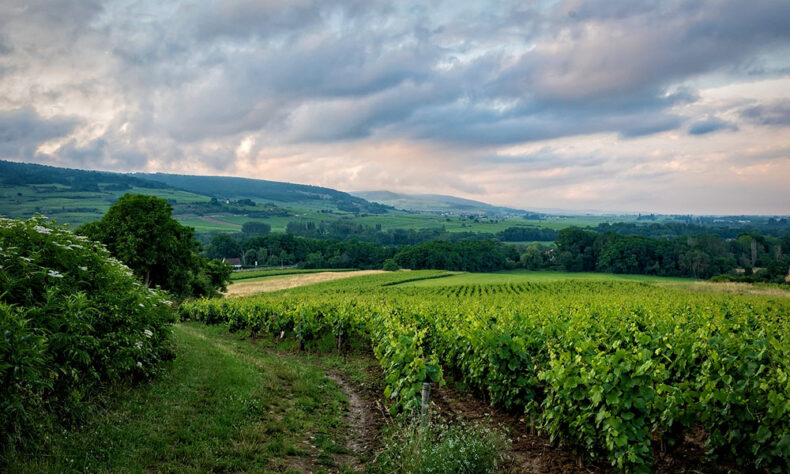 A wonderful vineyard in Burgundy