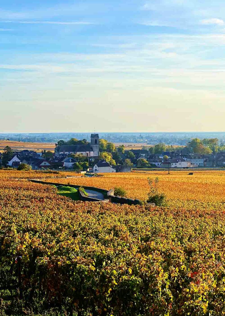 Discover Burgundy's vineyard beauty by bike