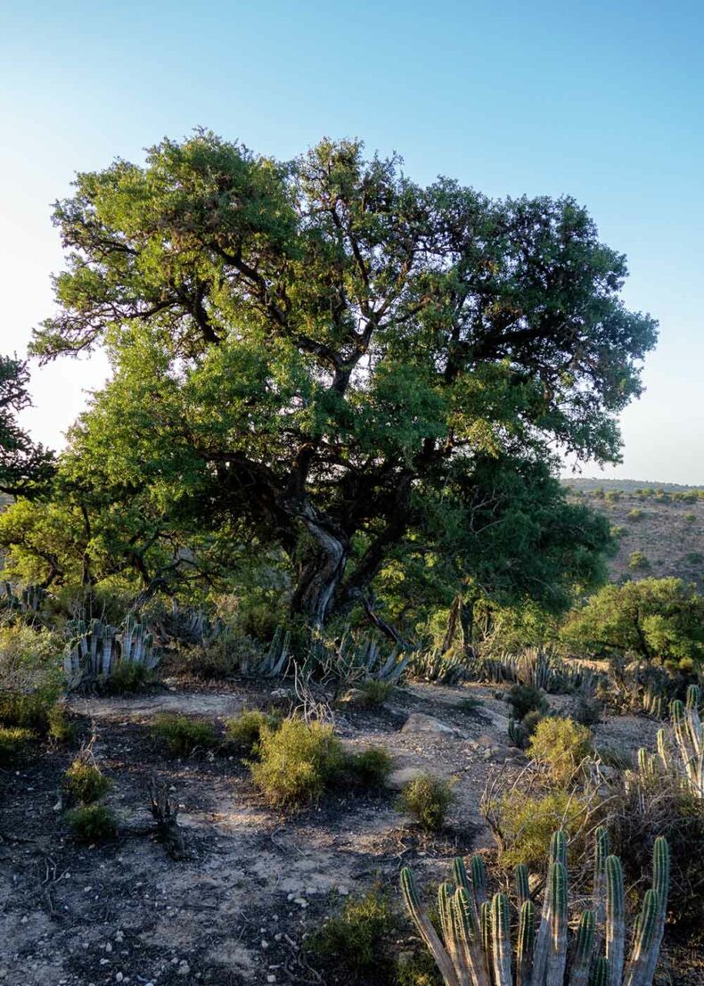 Souss-Massa National Park will be the top choice for wildlife enthusiasts and bird watchers