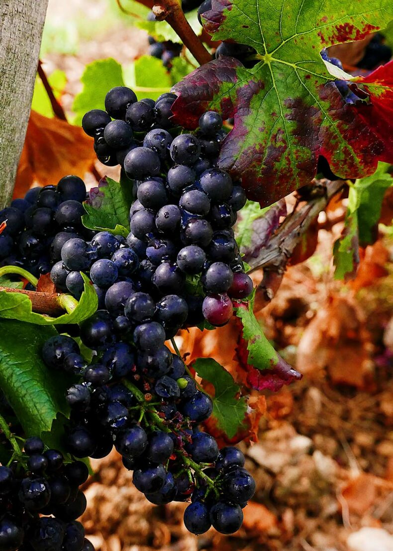 The red grape Pinot - Noir dominates the Côte de Nuits region