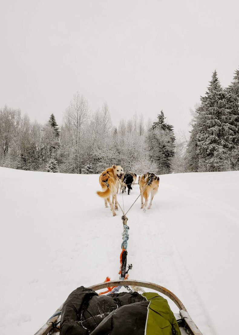 See the snow on Tallinn's landscape from a dog-pulled sled