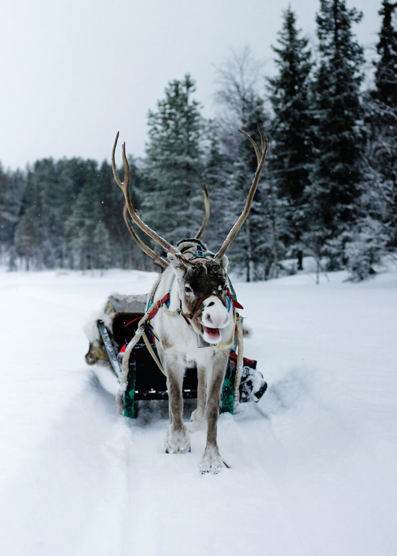While in Lapland, enjoy a reindeer sledging